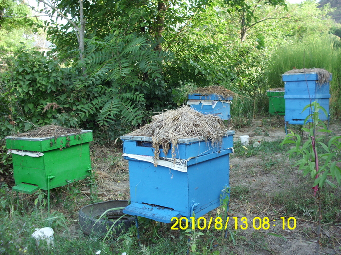 IMG_0662 - apicultura