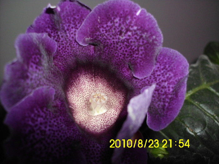 violacea