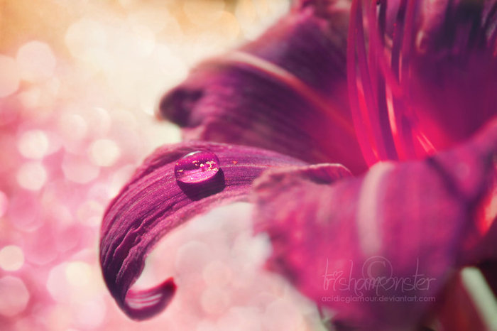 Floral_daydream_by_AcidicGlamour