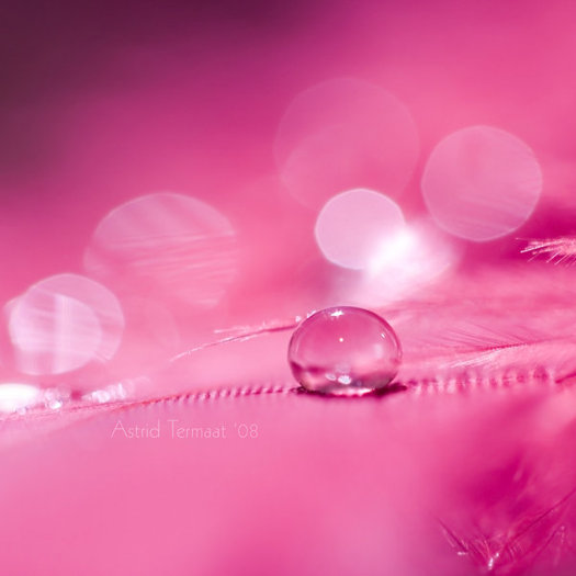 Pink_Love_by_AstridT - CoLoRs