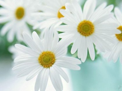 46d7ea20104a32[1].47839444frogview-gallery