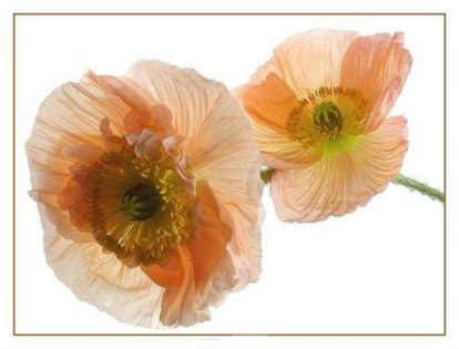 46d7ea1faf0a65[1].52411650frogview-gallery