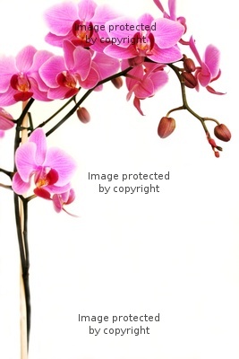 400_F_2768350_AzkcMsFGmf2GmWAY4RxKMNtl8skd0N[1]