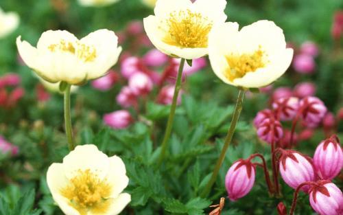 Flowers Images Flori Desktop Wallpapers Flowers Pictures[2]