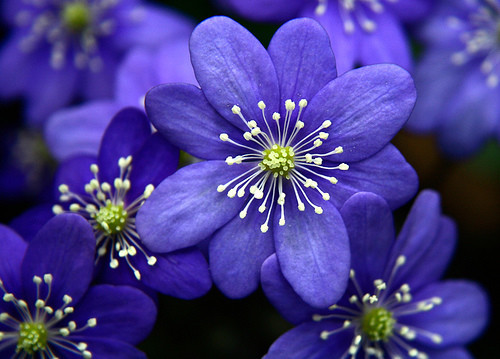 flowers_56[1]
