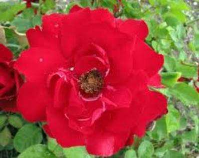 images (4) - Trandafirii Rosii