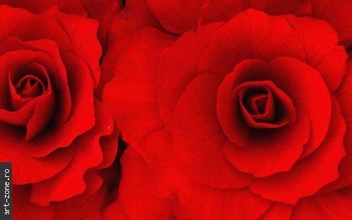 745865_roses - Trandafirii Rosii