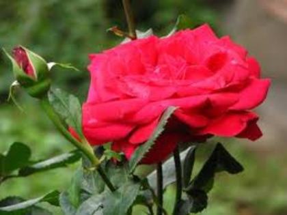 trandafir - Trandafirii Rosii