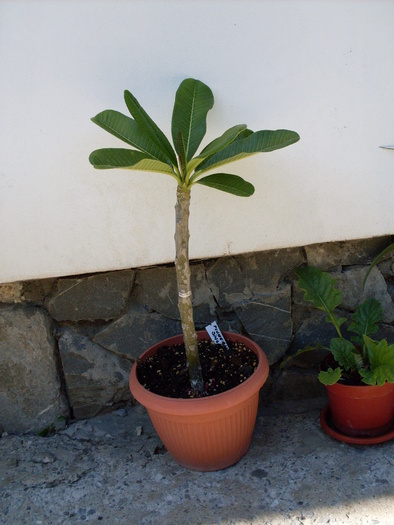 plumeria singapore; Butas neinradacinat de la Gomez.
