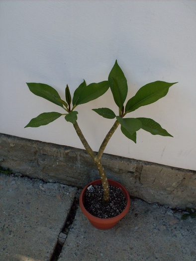 plumeria violet pricess=purple jack - plumeria