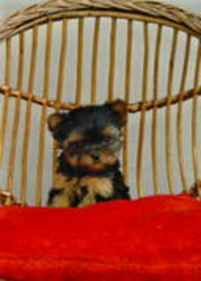 GZSDTAVUSDIDHCKQEQN - yorkshire  terrier  toy  sal  2