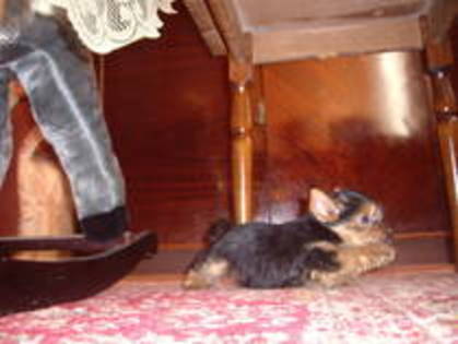 TJIZOGNESGOQJDXEVSY - yorkshire  terrier  toy  sal  2