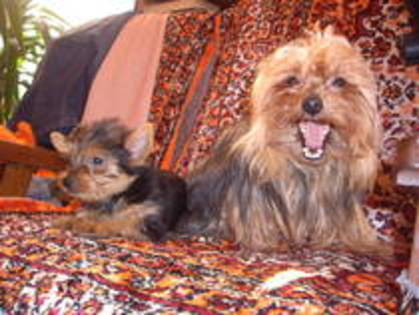 WSQIOEHYBOXQDMCWULI - yorkshire  terrier  toy  sal  2