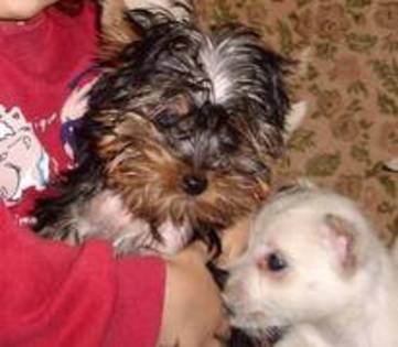 13750339_PNQECINZS - yorkshire terrier   toy