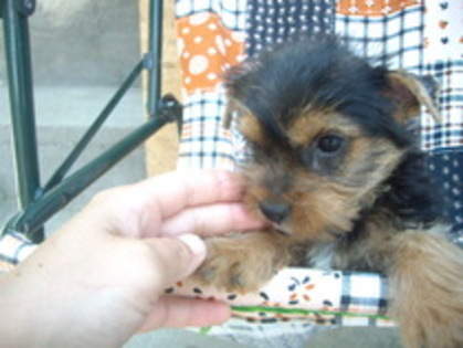 17720165_DKTJJPXMF - yorkshire terrier   toy