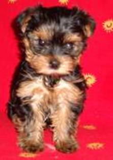 ENPUFYVHOPYWEIPMJSU - yorkshire terrier   toy
