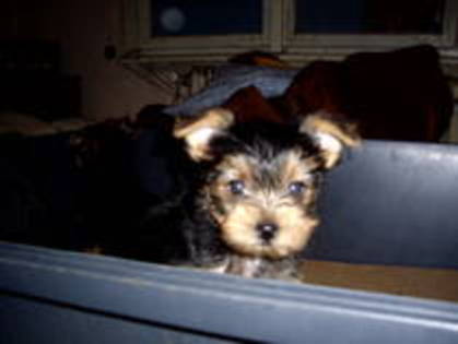 QEUBGSMBFLBYNTRNJDO - yorkshire terrier   toy
