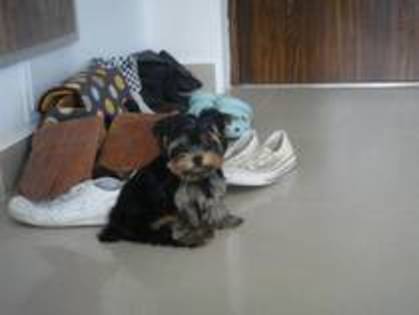 13750332_IBUTLCPTH - yorkshire terrier   toy