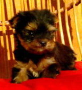 13750338_SHCIIDLAN - yorkshire terrier   toy
