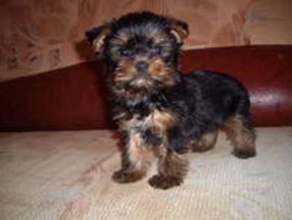 13750376_GXZULNEFA - yorkshire terrier   toy