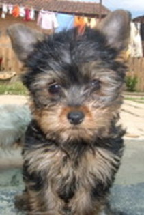 17636196_KVTNXEZLM - yorkshire terrier   toy