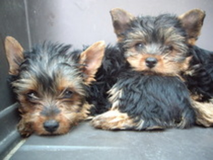17636255_GBSXVMKBB - yorkshire terrier   toy