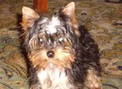AUNOYZVIYWUILELMVNU - yorkshire terrier   toy
