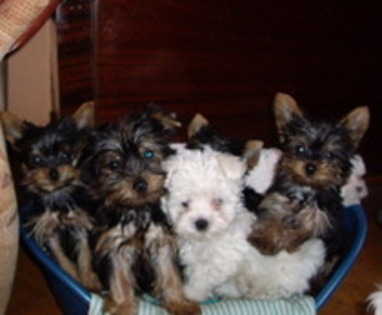 CTYUSBDZICRUDHHRFEK - yorkshire terrier   toy