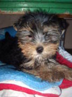 CXJHHOUSENIABSCFSBV - yorkshire terrier   toy