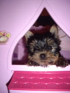 LBBXTQERTXBXXQQSXNM - yorkshire terrier   toy