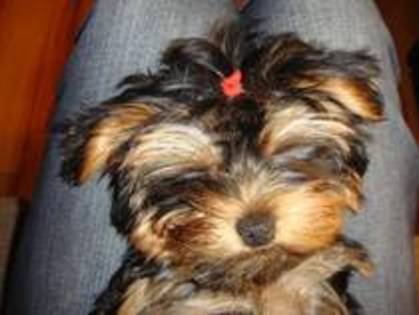 13750329_KHVHFBYUL - yorkshire terrier   toy