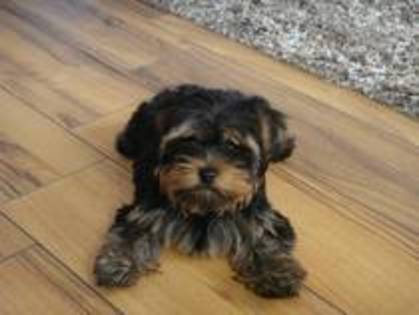 13750331_SDKNVCTMR - yorkshire terrier   toy