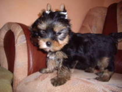 13750344_ZMQRBPWOA - yorkshire terrier   toy