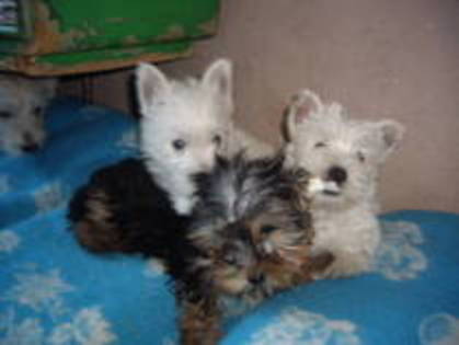 13750349_CFYBJZVPO - yorkshire terrier   toy