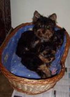 KLTLEZCNZTLCNYAIESL - yorkshire terrier   toy