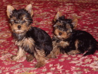 STTBDTZJSNPVPFIHIVZ - yorkshire terrier   toy