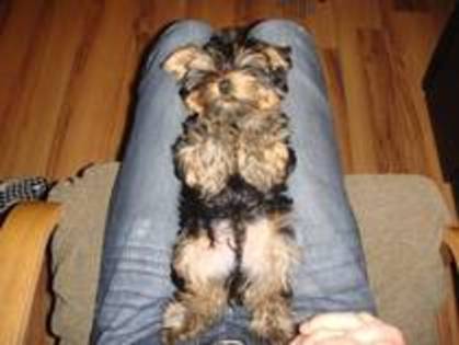 13750330_GLJBGLCWP - yorkshire terrier   toy