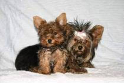 13750334_YCQNUTXHP - yorkshire terrier   toy