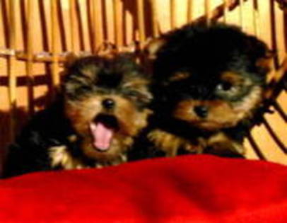 13750336_PSIWJAZMY - yorkshire terrier   toy
