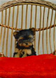 13750337_NZYIXAYKU - yorkshire terrier   toy