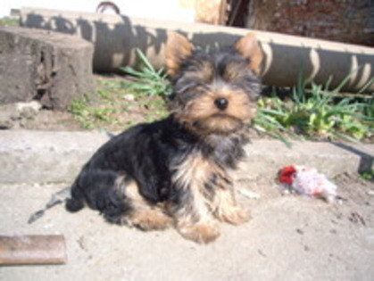 12409260_DHRJNOTVT - yorkshire terrier   toy