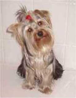 13750325_WJXOVVDJX - yorkshire terrier   toy