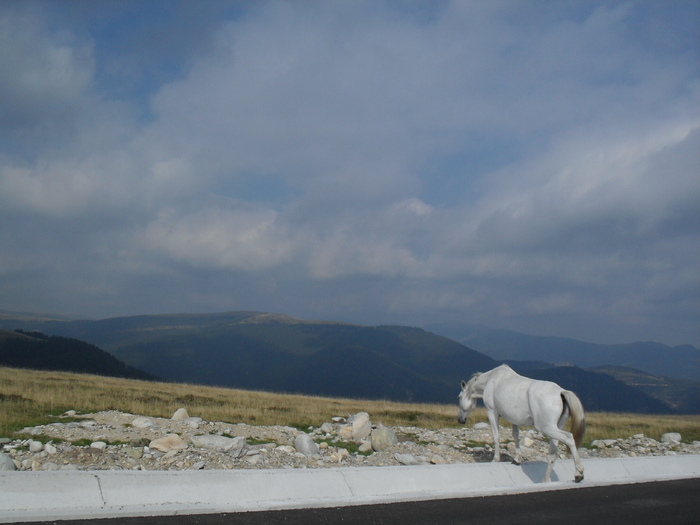 TRANSALPINA