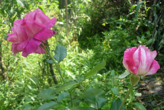 17 iulie 2010 - Vara