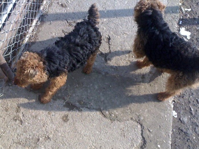 welsh terrier; pereche de welsh terrier
