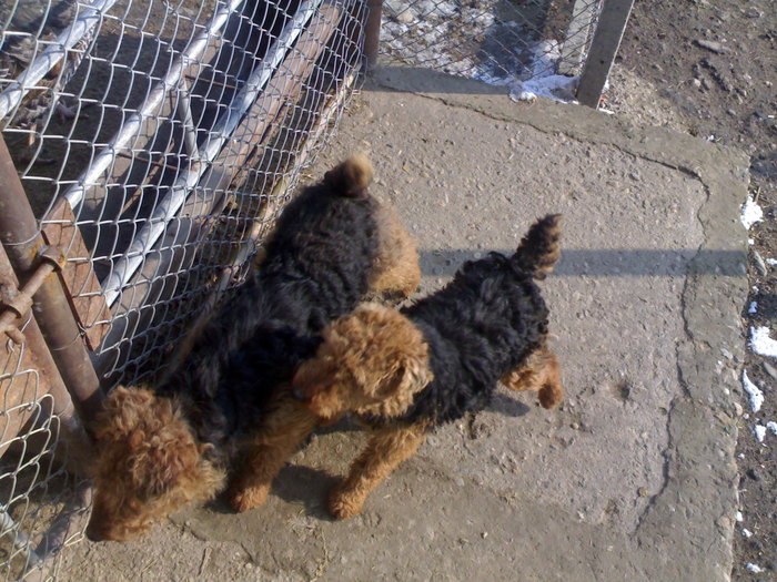 welsh terrier; wels terrier
