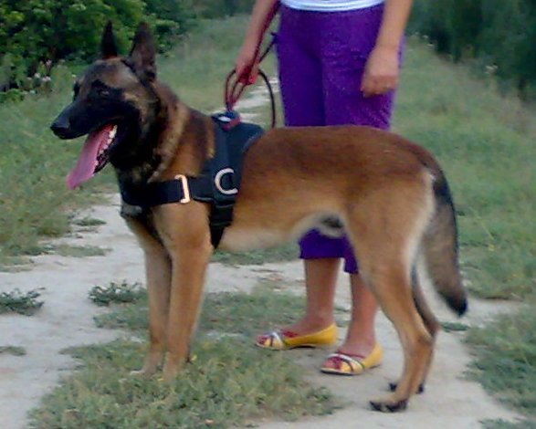 Aldo; Mascul Ciobanesc Belgian Malinois, 17 luni
