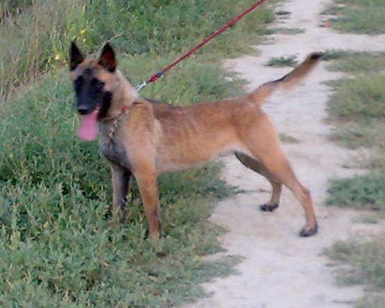 Kira( Candy of Braveheart Oradinum); femela Ciobanesc Belgian Malinois, 11 luni
