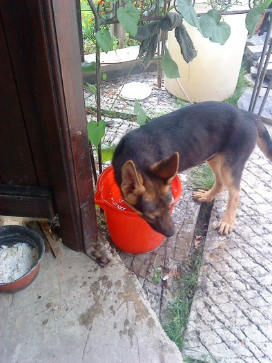 02 (93) - flori-cactusi-animalele din curte