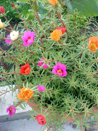 02 (36) - flori-cactusi-animalele din curte